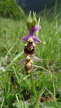 Ophrys bourdon