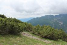 Fourrés à pin mugo