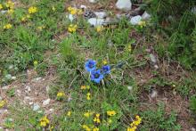 Gentiane de Ligurie-Mont Chajol