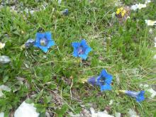 Gentianes de Ligurie site Mont Chajol