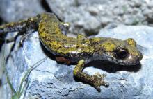 Spélerpès de Strinati