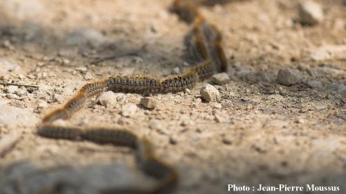 chenilles_en_procession.jpg