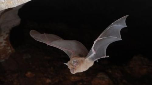 grand_rhinolophe-gcp.jpg