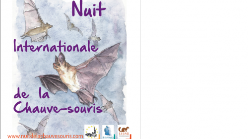 nuit_internationale_de_la_chauve-souris.png
